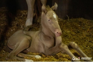 萌萌噠！小汗血馬在烏魯木齊“趕趟兒”出生