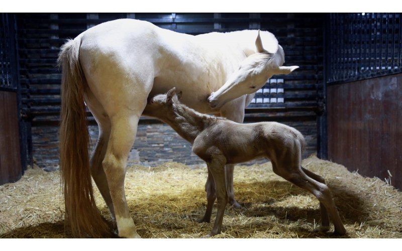驚喜 | 首次冬天誕生小汗血馬駒！